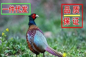 做電子商務(wù)，淘寶代發(fā)貨好做嗎？