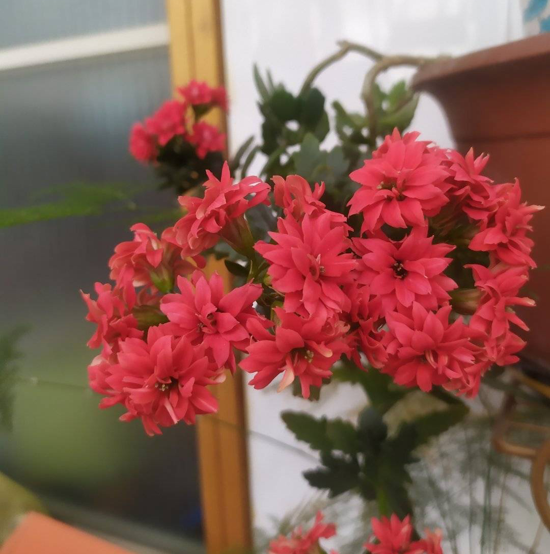 長壽花花開過后怎么弄？有2個選擇，越養(yǎng)越多好劃算！