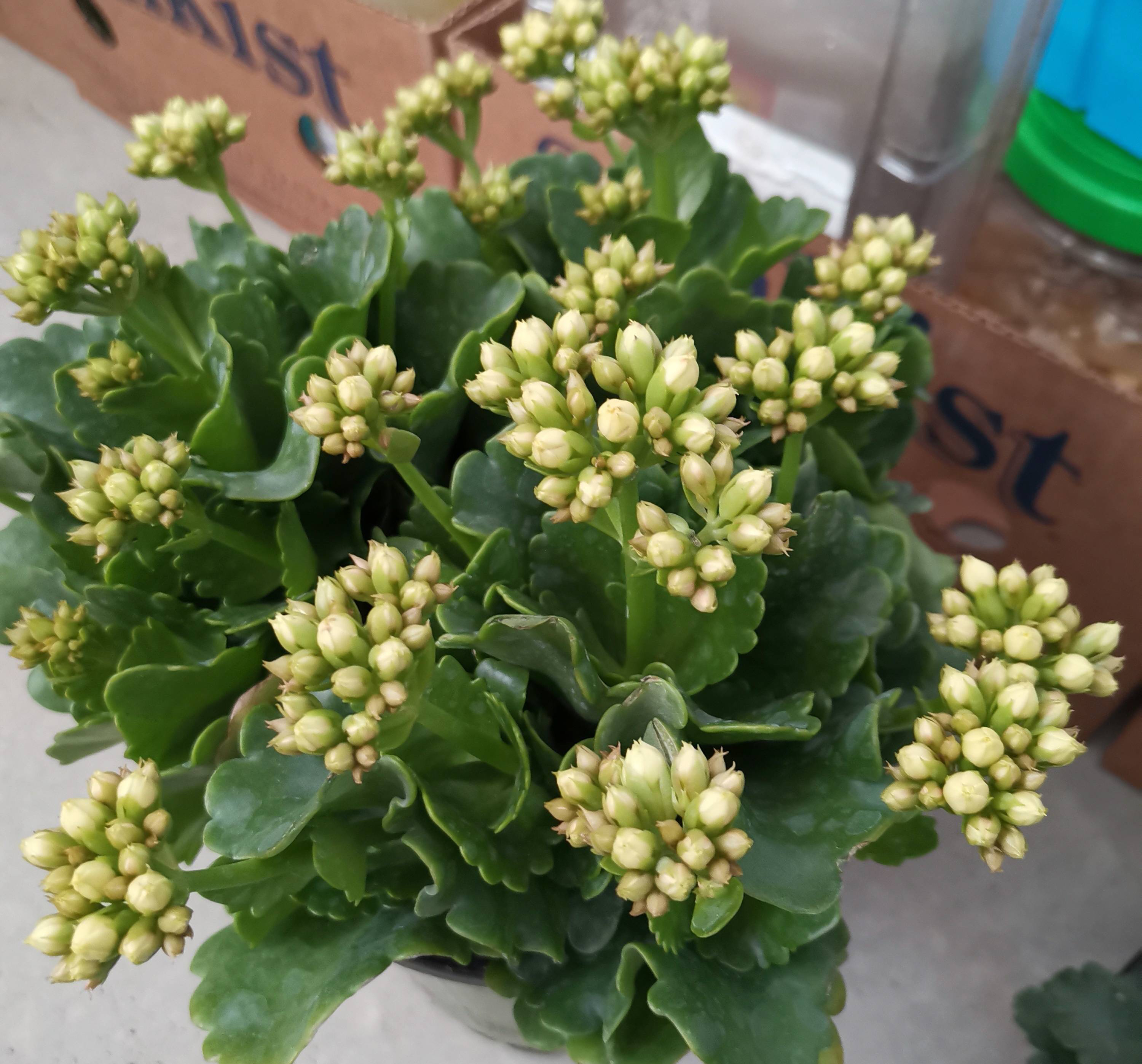 長壽花開完該怎么做？有2個選擇，越養(yǎng)越多好劃算，變霸氣老樁