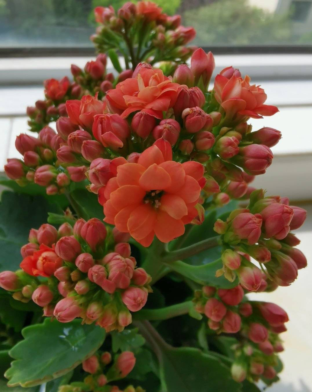 長壽花開完該怎么做？有2個選擇，越養(yǎng)越多好劃算，變霸氣老樁