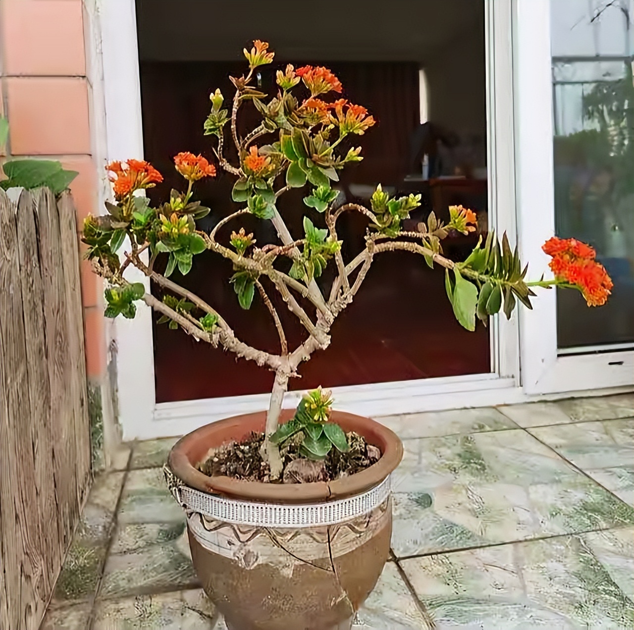 長壽花開完該怎么做？有2個選擇，越養(yǎng)越多好劃算，變霸氣老樁