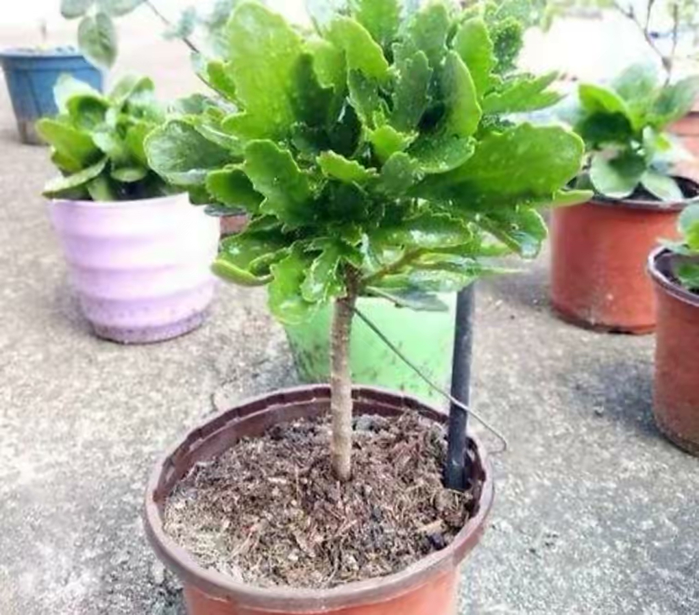 長壽花開完該怎么做？有2個選擇，越養(yǎng)越多好劃算，變霸氣老樁