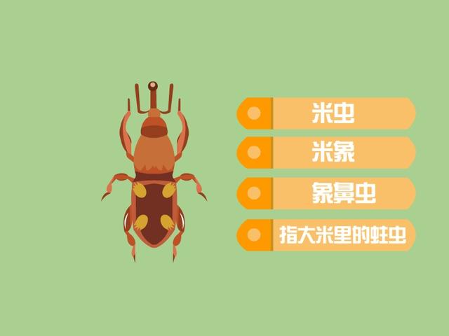 小蟲米子電視?。ㄐ∠x米子蟲姐是誰）