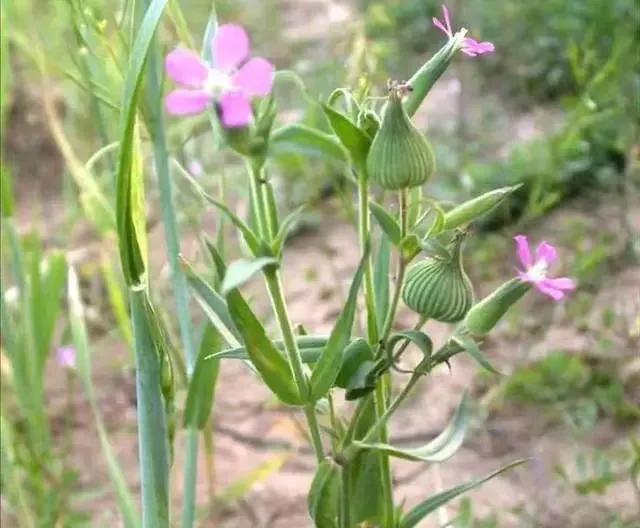 面條圖片大全，野生面條菜圖片？
