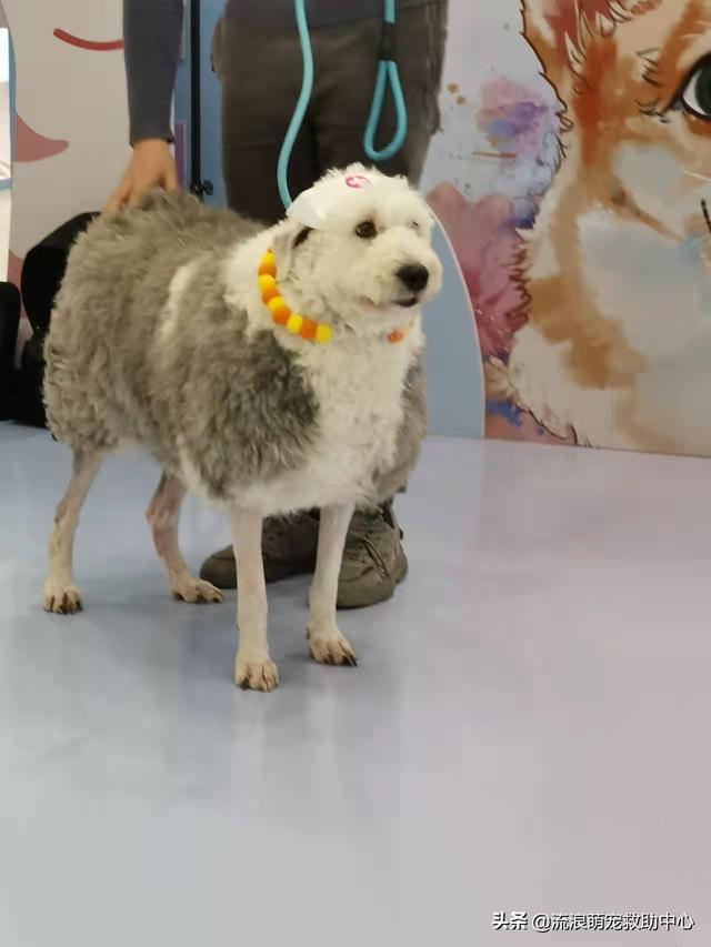古牧為什么是禁養(yǎng)犬，古牧犬圖片造型？