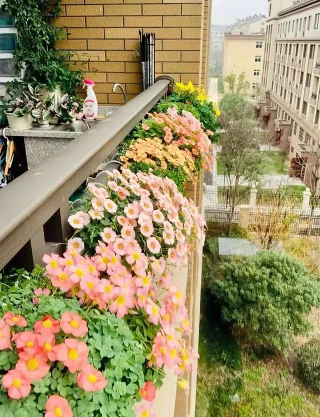 鬧羊花多少錢一斤，鬧羊花多少錢一公斤？