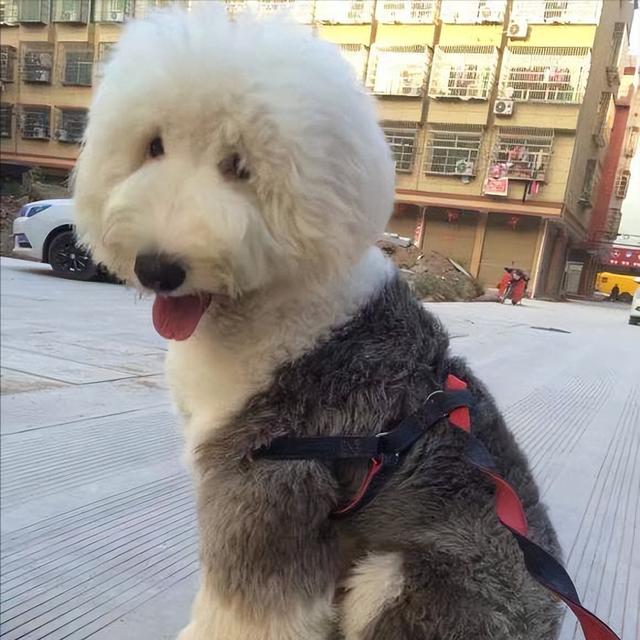 古牧犬適合家養(yǎng)嗎，古牧犬的簡介？