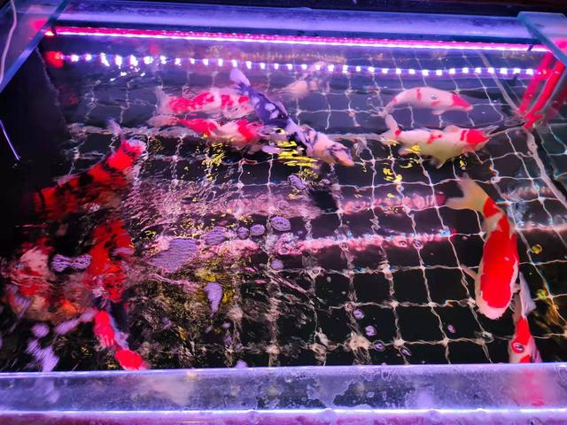 水族箱，迷你的魚(yú)缸？