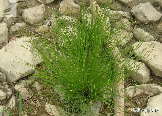 丁草胺能除草嗎，丁草胺的使用范圍？
