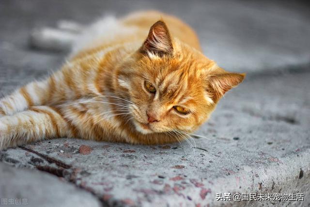 貓傳腹是被嚇出來的病嗎（貓被嚇到會得貓傳腹嗎）
