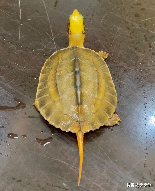 甲魚苗多少錢一斤 哪里有批發(fā)的，100只甲魚苗多少錢？