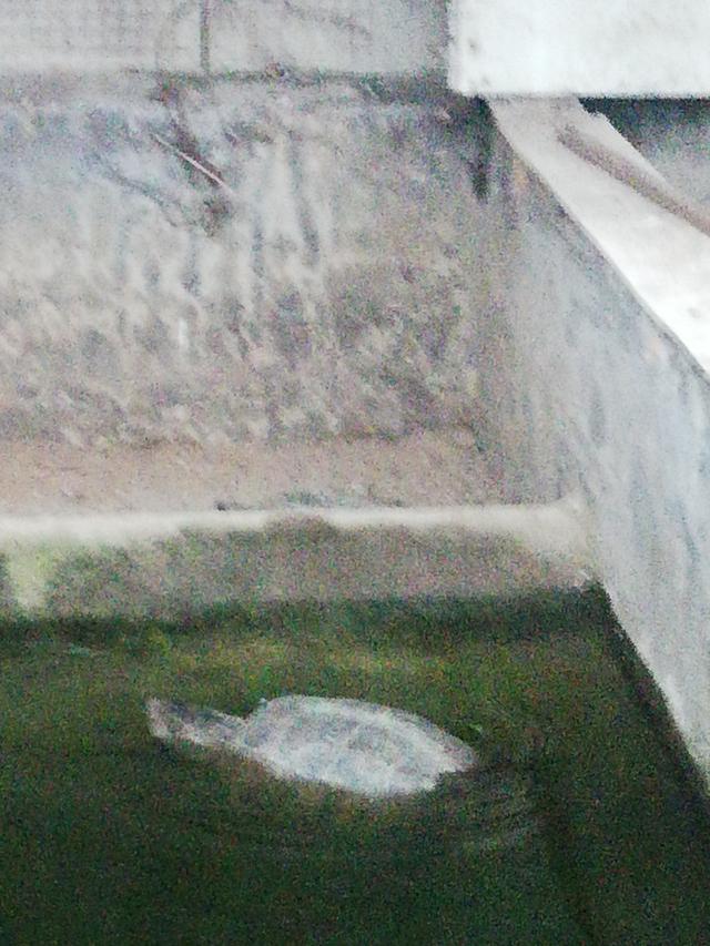 半斤左右的甲魚苗多少錢一只，250克甲魚苗多少錢一斤？
