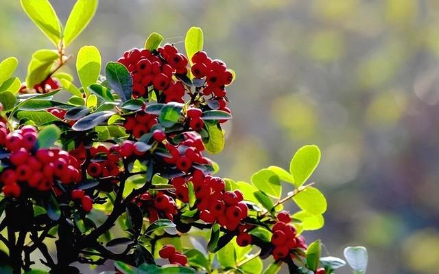 哪里有火棘苗生產(chǎn)基地，哪里有火棘苗生產(chǎn)基地賣？
