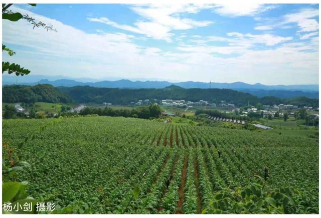 旱煙批發(fā)市場哪里有，旱煙批發(fā)市場電話號碼？