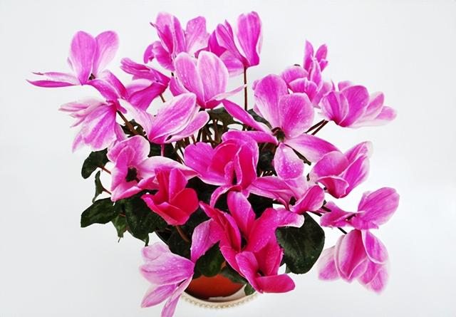塑料花盆廠家批發(fā)市場(chǎng)在哪，塑料花盆廠家批發(fā)市場(chǎng)電話？