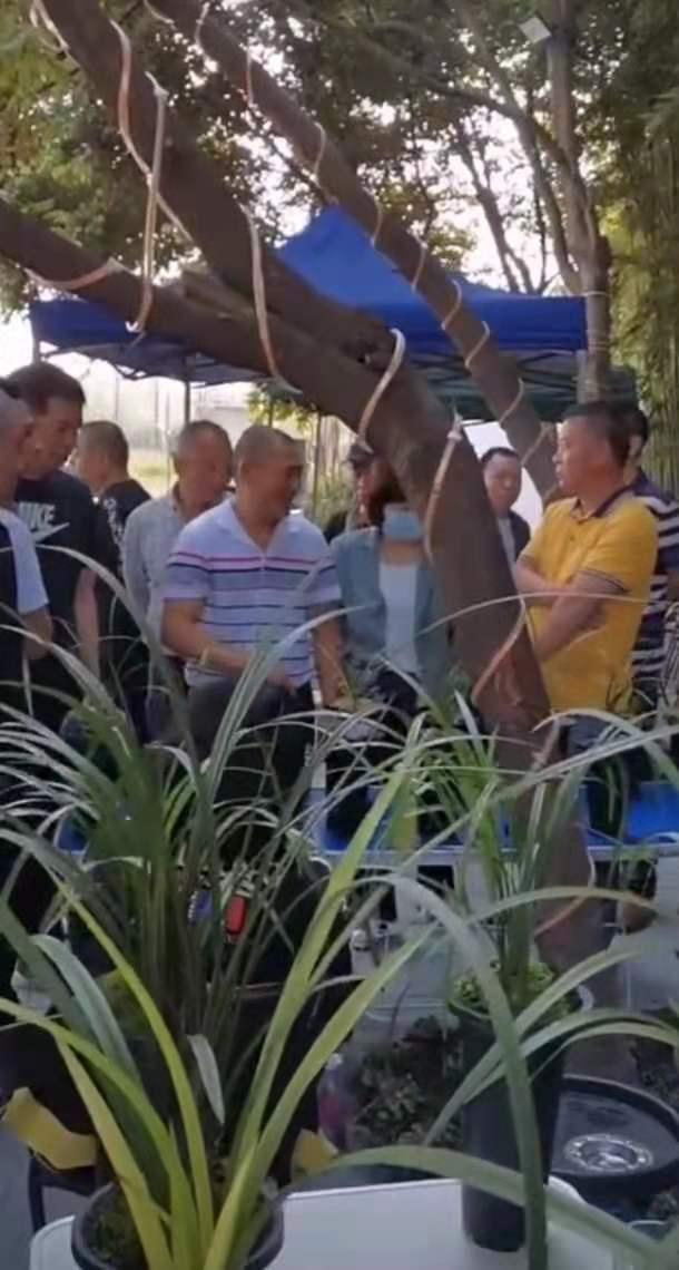 蘭花批發(fā)銷售基地蘭花批發(fā)價格，蘭花批發(fā)市場？