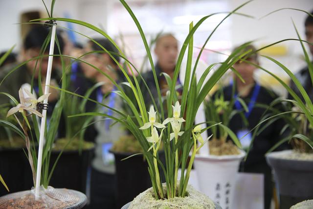 最便宜的蘭花批發(fā)市場，最便宜的蘭花批發(fā)？