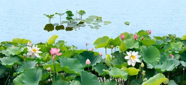 水生植物批發(fā)種植基地，水生植物批發(fā)種植基地成都？