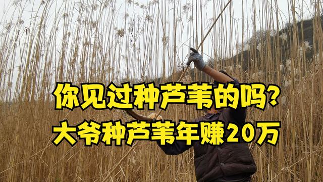供應(yīng)批發(fā)蘆葦種苗廠家，供應(yīng)批發(fā)蘆葦種苗廠家電話？