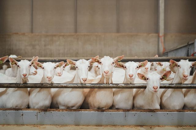 育肥羊飼料批發(fā)廠家，育肥羊飼料批發(fā)廠家電話？