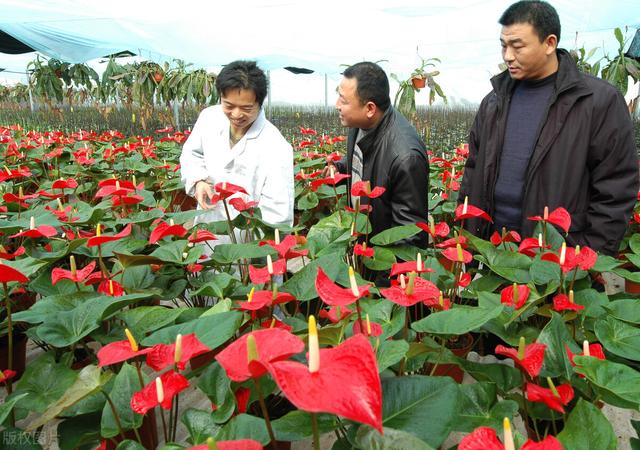 批發(fā)花卉去哪里進(jìn)貨，批發(fā)花卉去哪里進(jìn)貨北京？