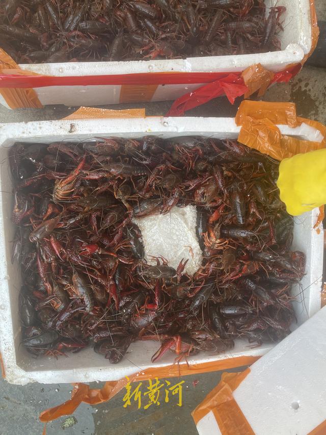 批發(fā)市場小龍蝦多少錢一斤，農(nóng)貿(mào)市場小龍蝦多少錢一斤？