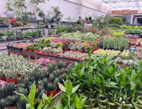 上海綠植批發(fā)基地，上海綠植批發(fā)基地在什么地方？