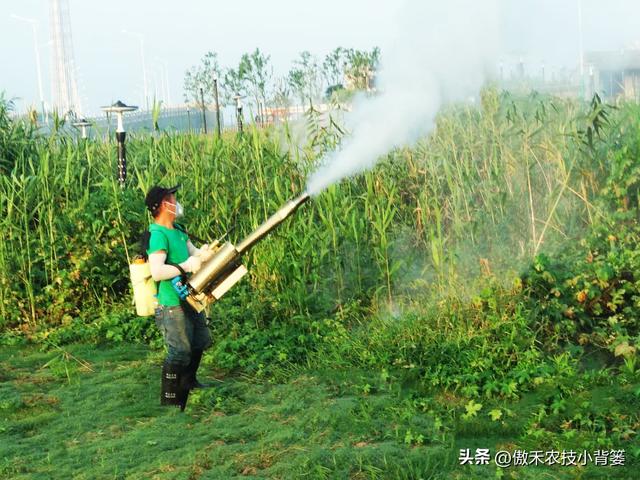 蘆葦苗報價，供應批發(fā)蘆葦種苗廠？