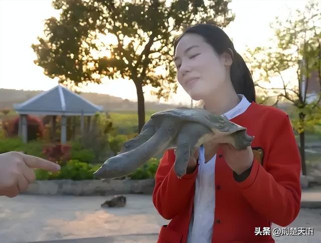 甲魚苗多少錢一只_，甲魚魚苗多少錢一只？