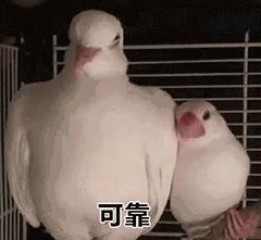 重慶堅(jiān)果批發(fā)市場(chǎng)在哪里，重慶堅(jiān)果批發(fā)市場(chǎng)在哪里啊