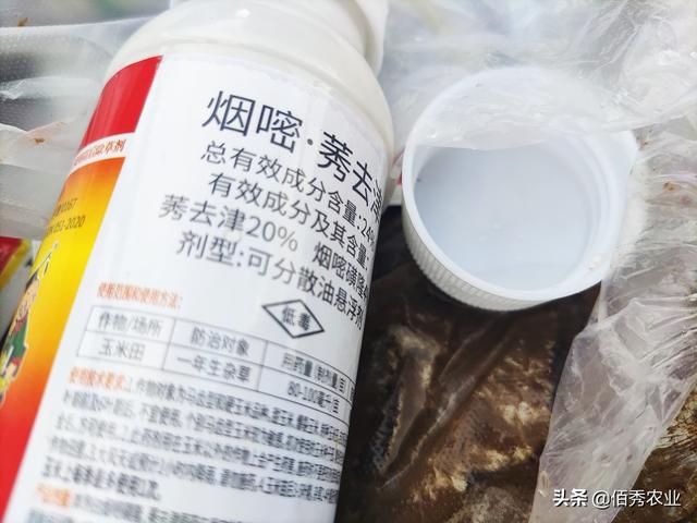 供應批發(fā)蘆葦種苗廠家直銷，供應批發(fā)蘆葦種苗廠家聯系電話