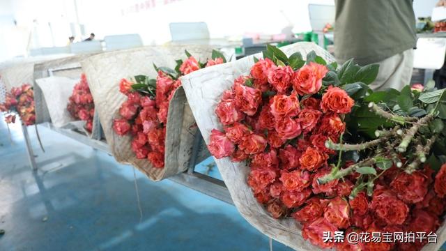 溫州批發(fā)鮮花去哪里進(jìn)貨，批發(fā)鮮花去哪里進(jìn)貨固鎮(zhèn)
