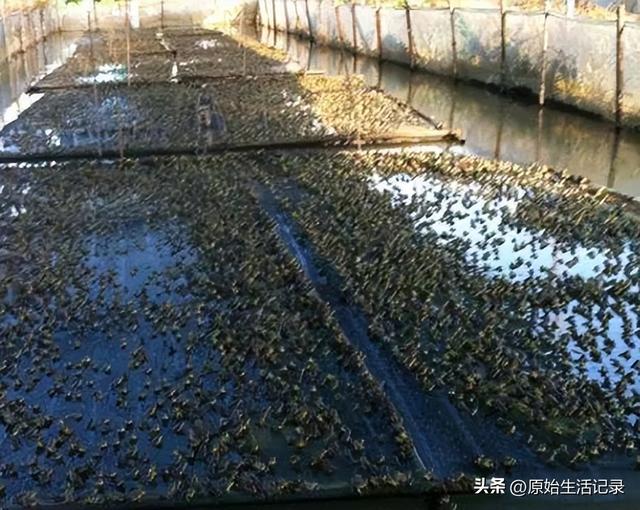 牛蛙價(jià)格現(xiàn)在多少錢一公斤，鮮活牛蛙批發(fā)價(jià)多少錢一斤？