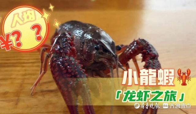 小龍蝦哪里批發(fā)最便宜電話號(hào)碼，那里小龍蝦批發(fā)便宜？