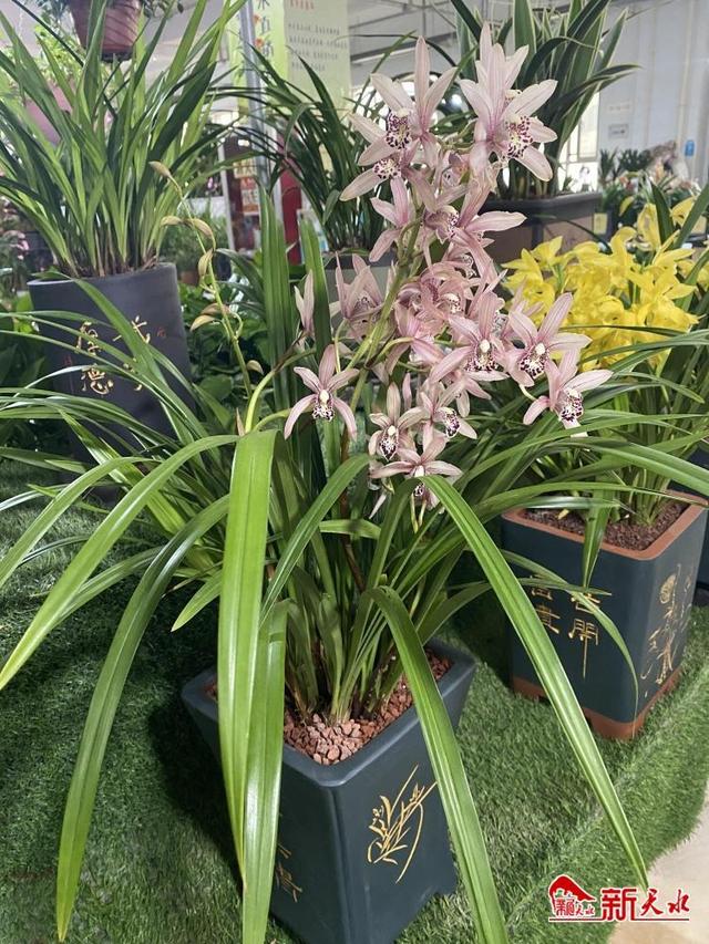 蘭花批發(fā)銷售基地蘭花批發(fā)價格，蘭花批發(fā)市場？