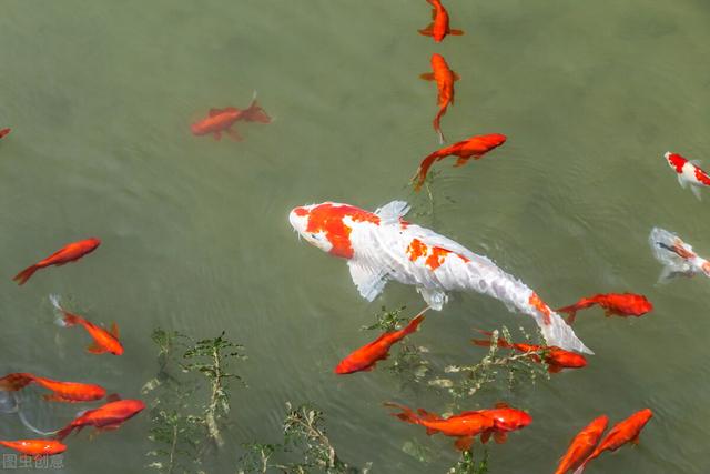 觀賞魚魚缸批發(fā)市場，觀賞魚缸批發(fā)價(jià)格？
