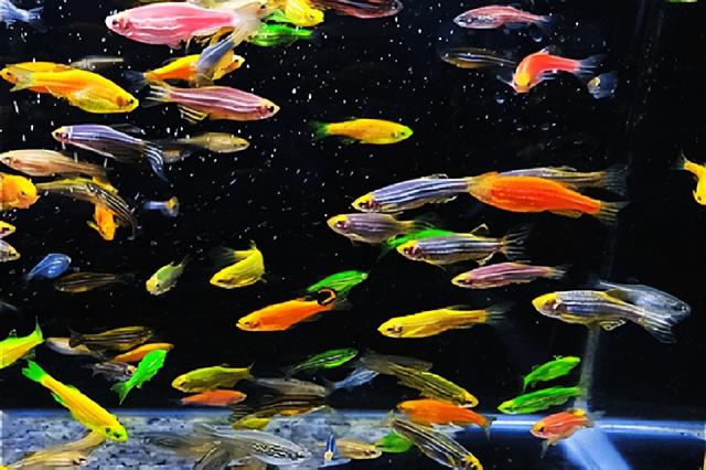 魚(yú)缸批發(fā)哪里有，哪里有賣(mài)觀賞魚(yú)缸的地方？