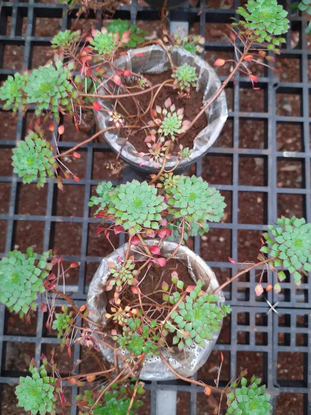 水生植物批發(fā)種植基地在哪里，水生植物批發(fā)種植基地地址？