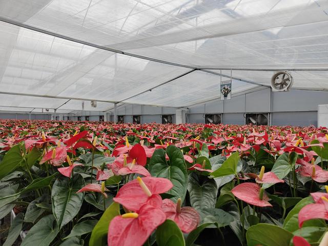 花卉批發(fā)商該去哪里進(jìn)貨北京，北京花卉批發(fā)市場進(jìn)貨渠道？