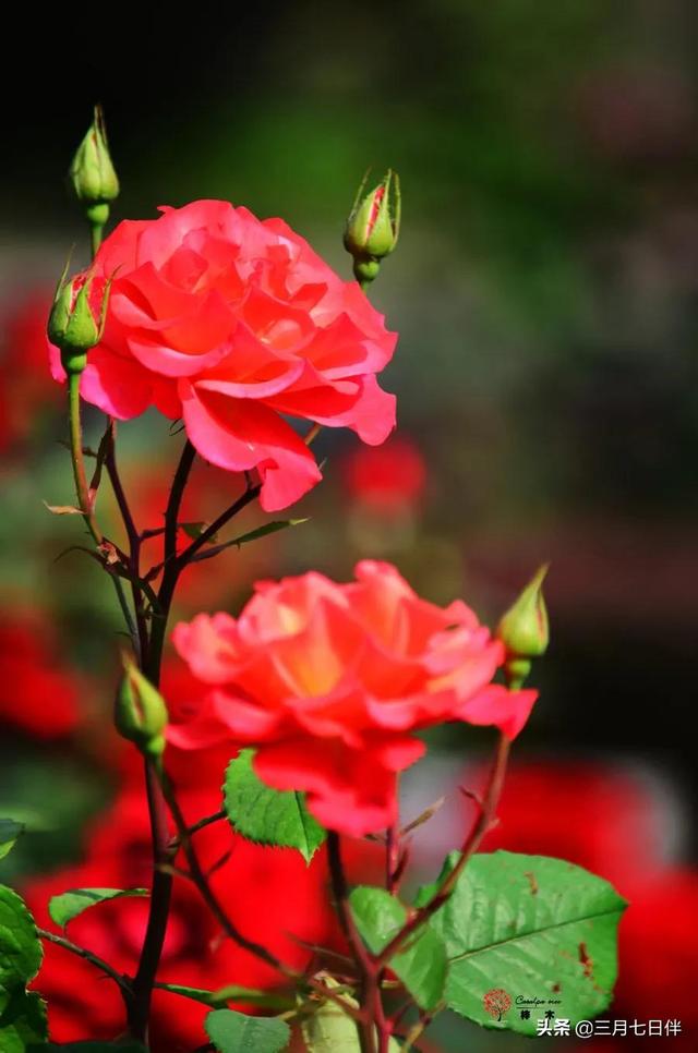月季花種苗批發(fā)，月季花苗批發(fā)零售？