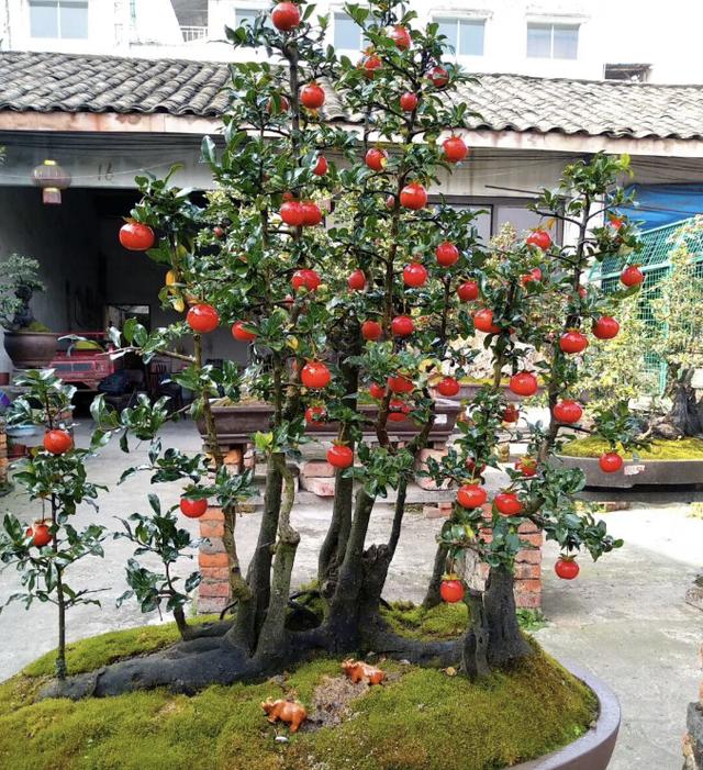 金彈子盆景批發(fā)基地哪里有，金彈子盆景基地批發(fā)價(jià)格？