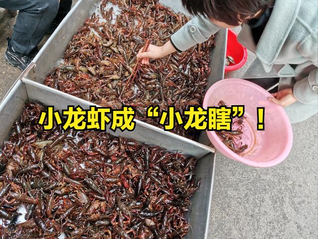 四川龍蝦價(jià)格，成品龍蝦批發(fā)價(jià)錢一斤？