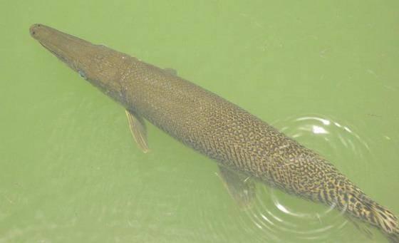汕頭批發(fā)觀賞魚市場(chǎng)，汕頭賣魚去哪里批發(fā)？