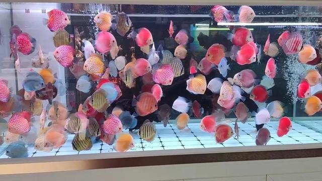 汕頭哪里賣觀賞魚，觀賞魚批發(fā)市場進(jìn)貨？