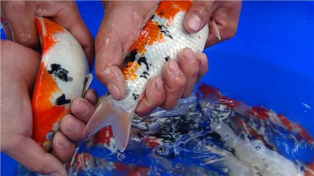觀賞魚(yú)批發(fā)商該去哪里進(jìn)貨，汕頭淡水魚(yú)批發(fā)市場(chǎng)在哪？