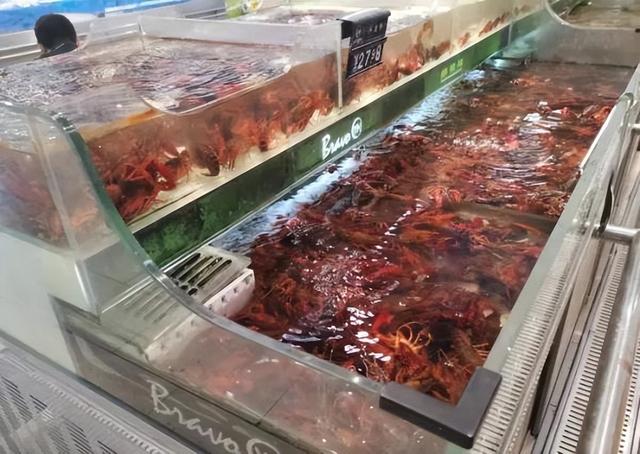 成都龍蝦多少錢一斤，龍蝦批發(fā)8一10元一斤？