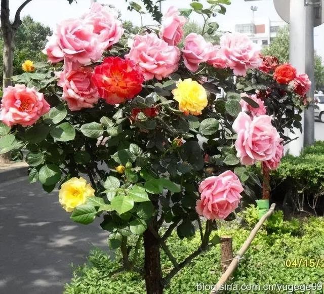 哪里批發(fā)月季苗桂林，桂林月季種植基地？