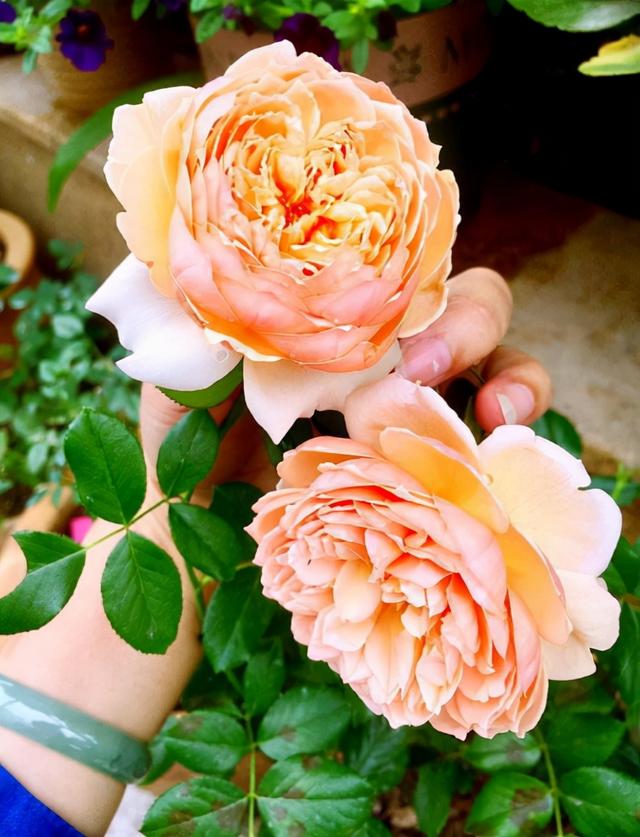 哪里有月季花苗批發(fā)的，哪里有月季花苗批發(fā)的地方？