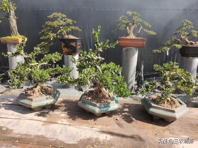 金彈子盆景批發(fā)市場，哪里有賣金彈子盆景？