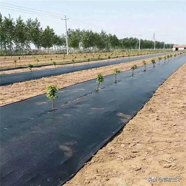 防草布批發(fā)廠家，防草布批發(fā)廠家電話？